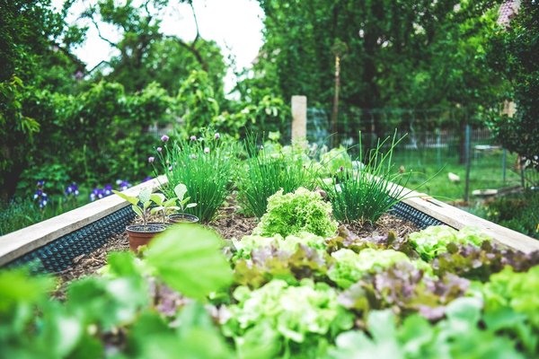 Quelles plantes d'extérieur choisir pour un jardin nécessitant peu d'entretien ?